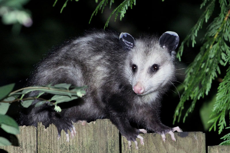 Humane Opossum Removal in Roswell GA